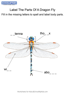 Labeling the parts of a Dragonfly - Dragonfly body parts fill in the