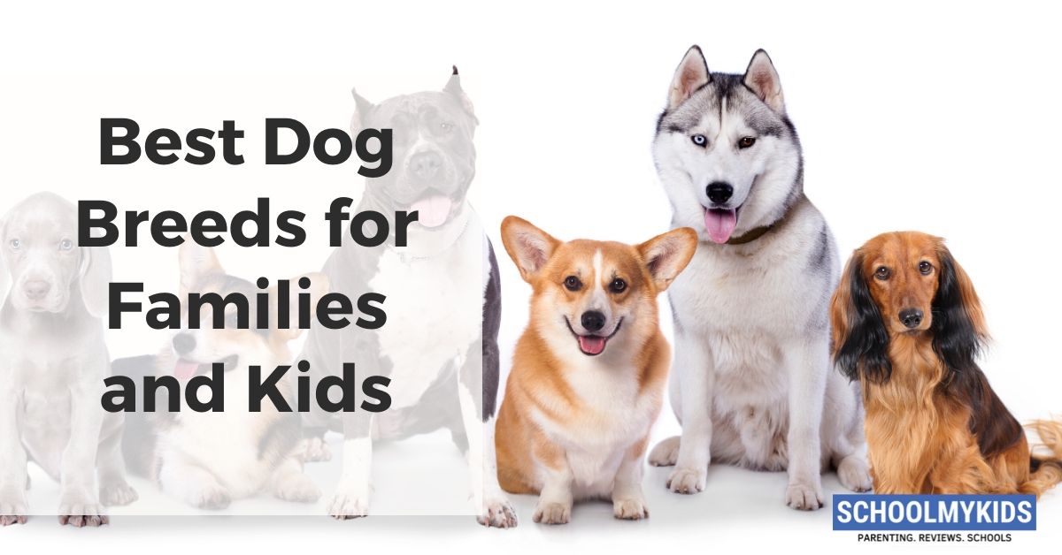 10 Best Dog Breeds for Families and Kids | SchoolMyKids